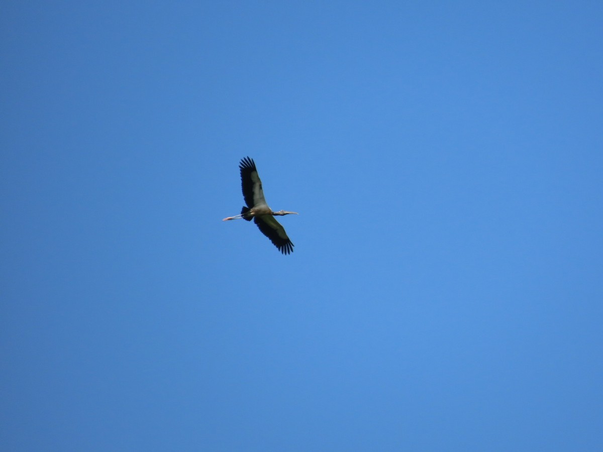amerikastork - ML638934745