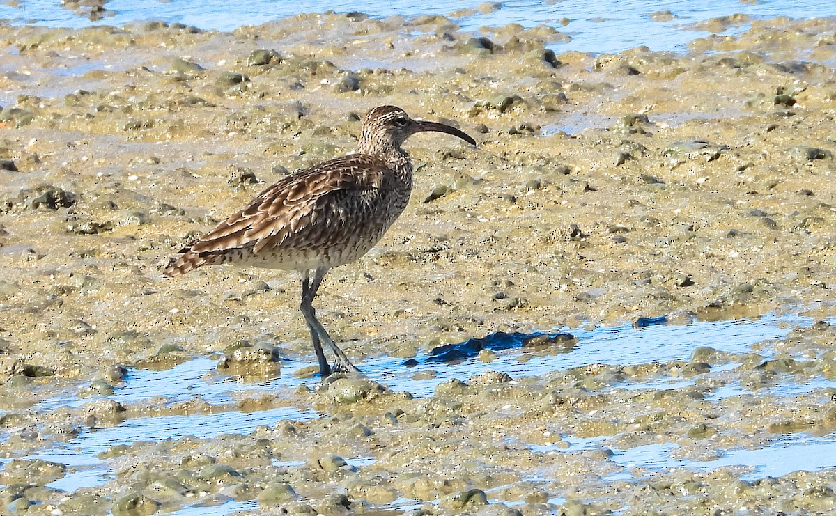 Eurasian Whimbrel (Siberian) - ML638934760
