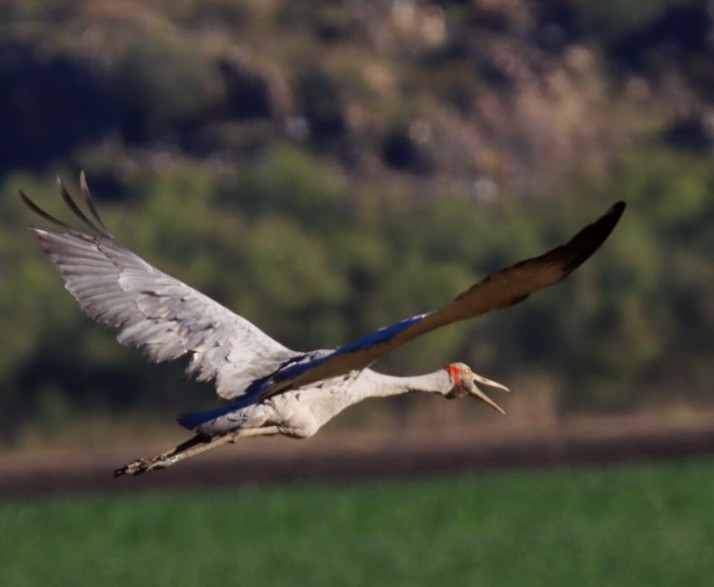 Brolga - ML638934763