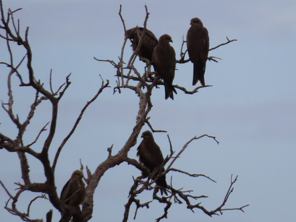 Black Kite - ML638934764