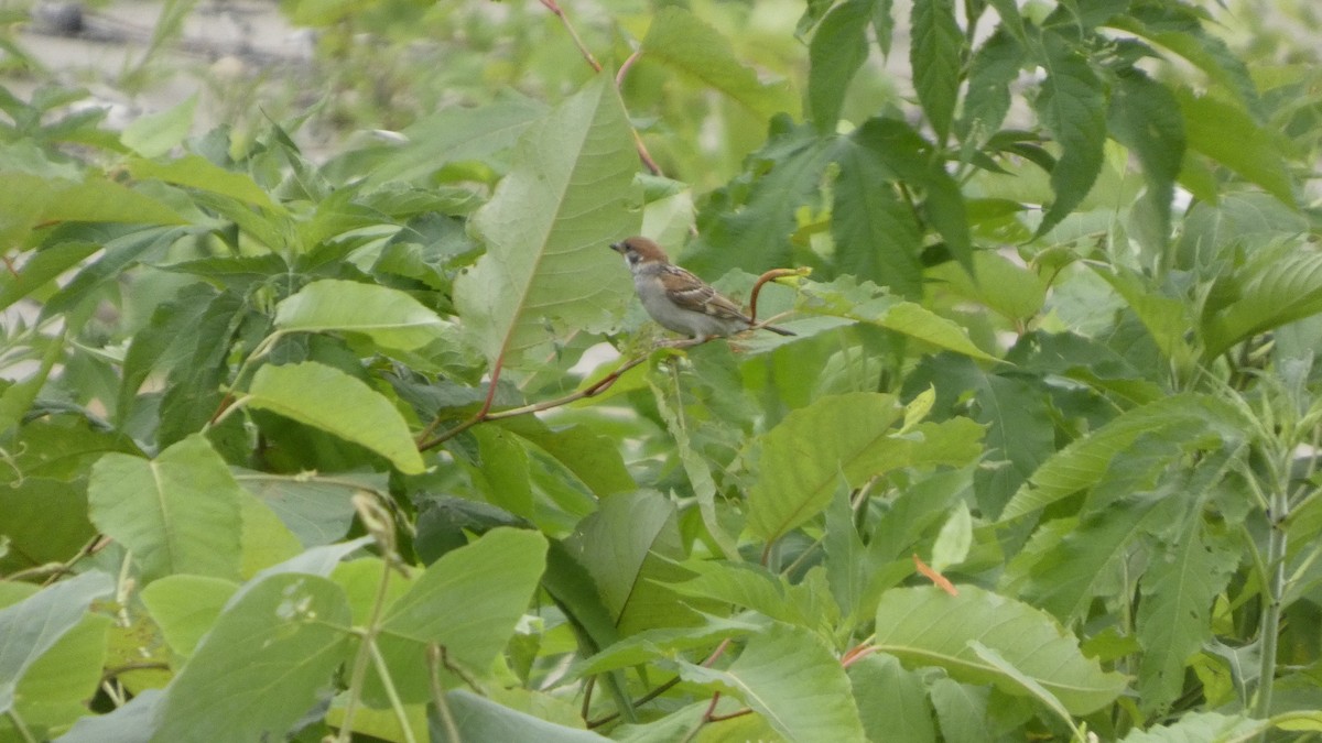 Eurasian Tree Sparrow - ML638934770