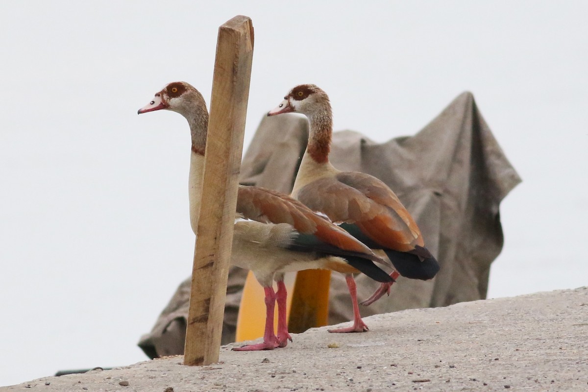 Egyptian Goose - ML638934772