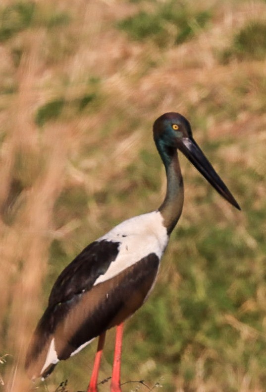Black-necked Stork - ML638934773