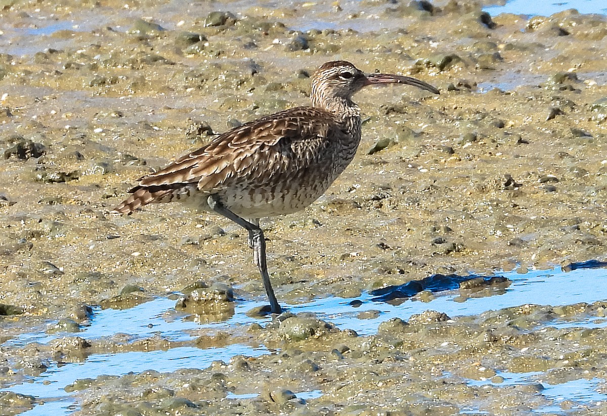 Whimbrel (Siberian) - ML638934775