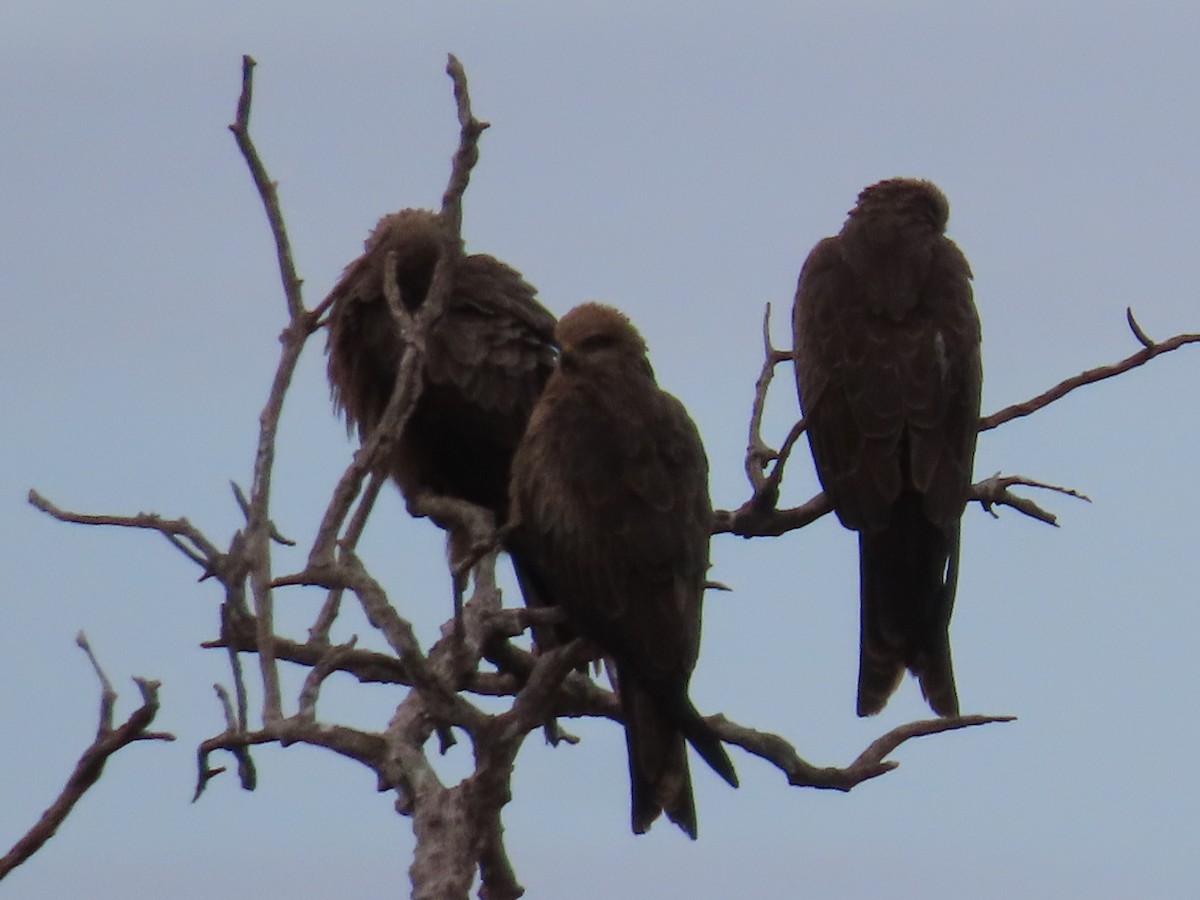 Black Kite - ML638934776