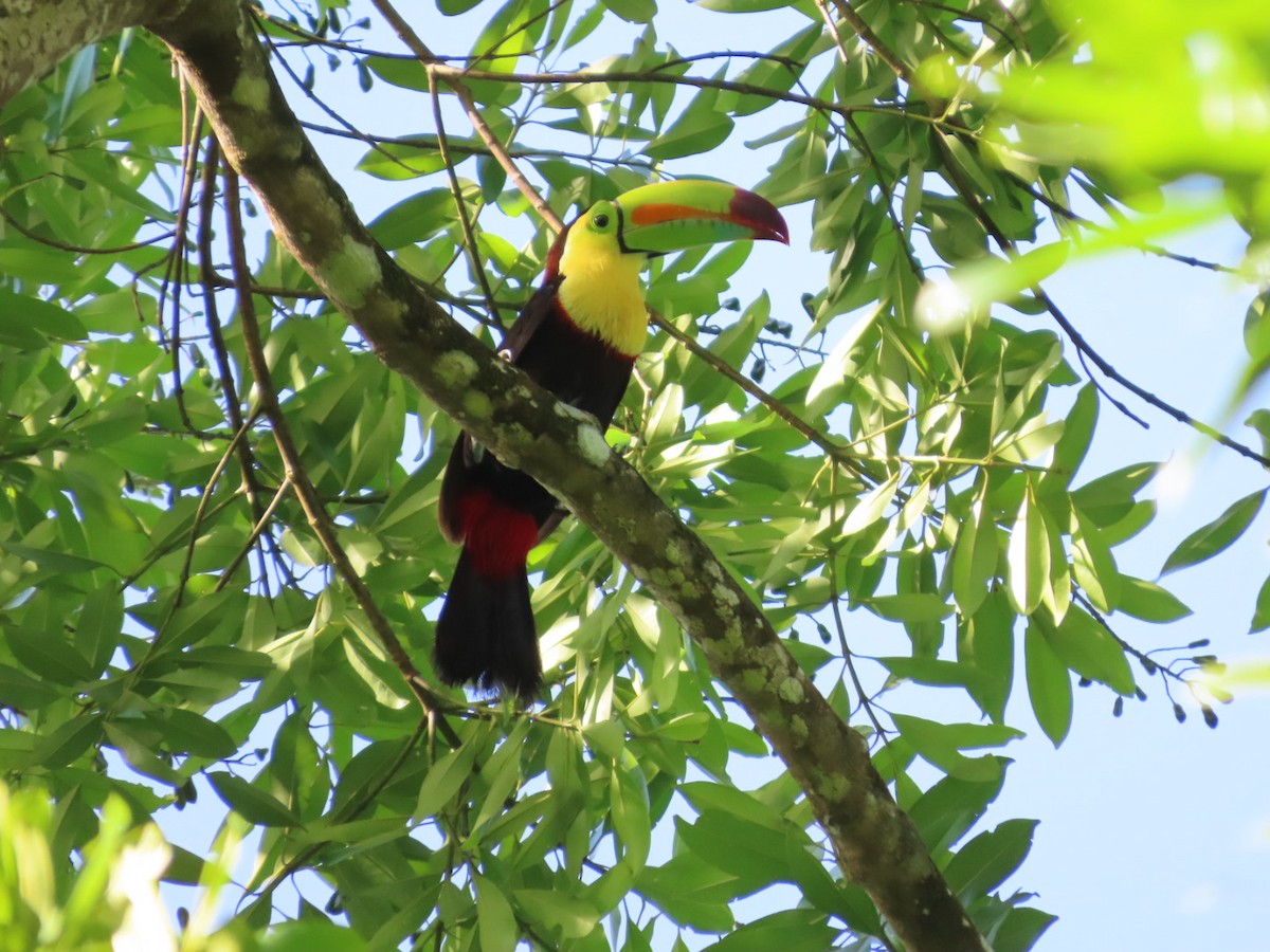 Keel-billed Toucan - ML638934777