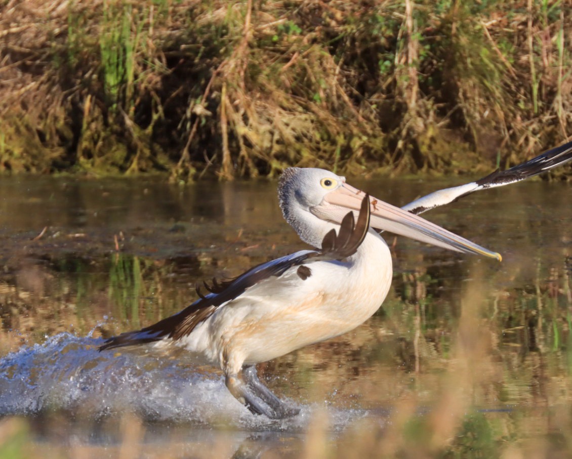 Australian Pelican - ML638934778