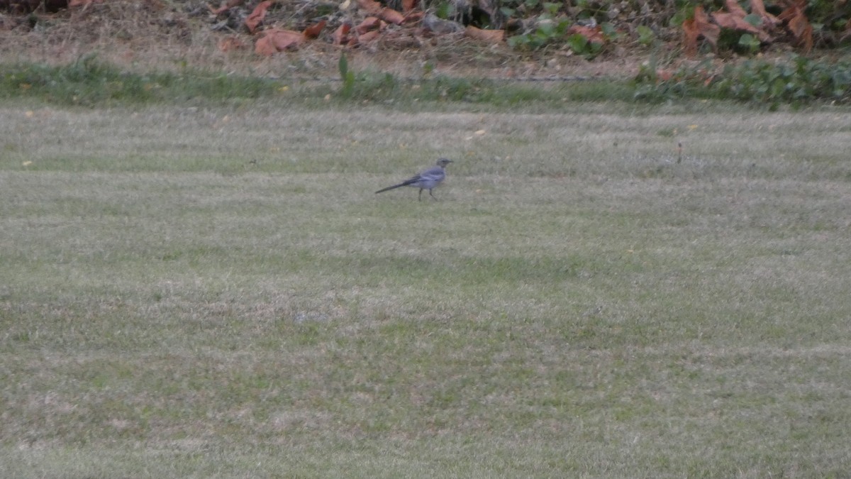 White Wagtail - ML638934780