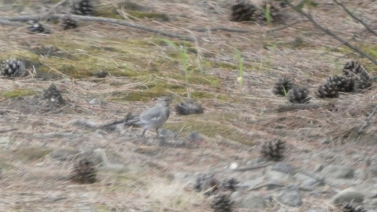 White Wagtail - ML638934781