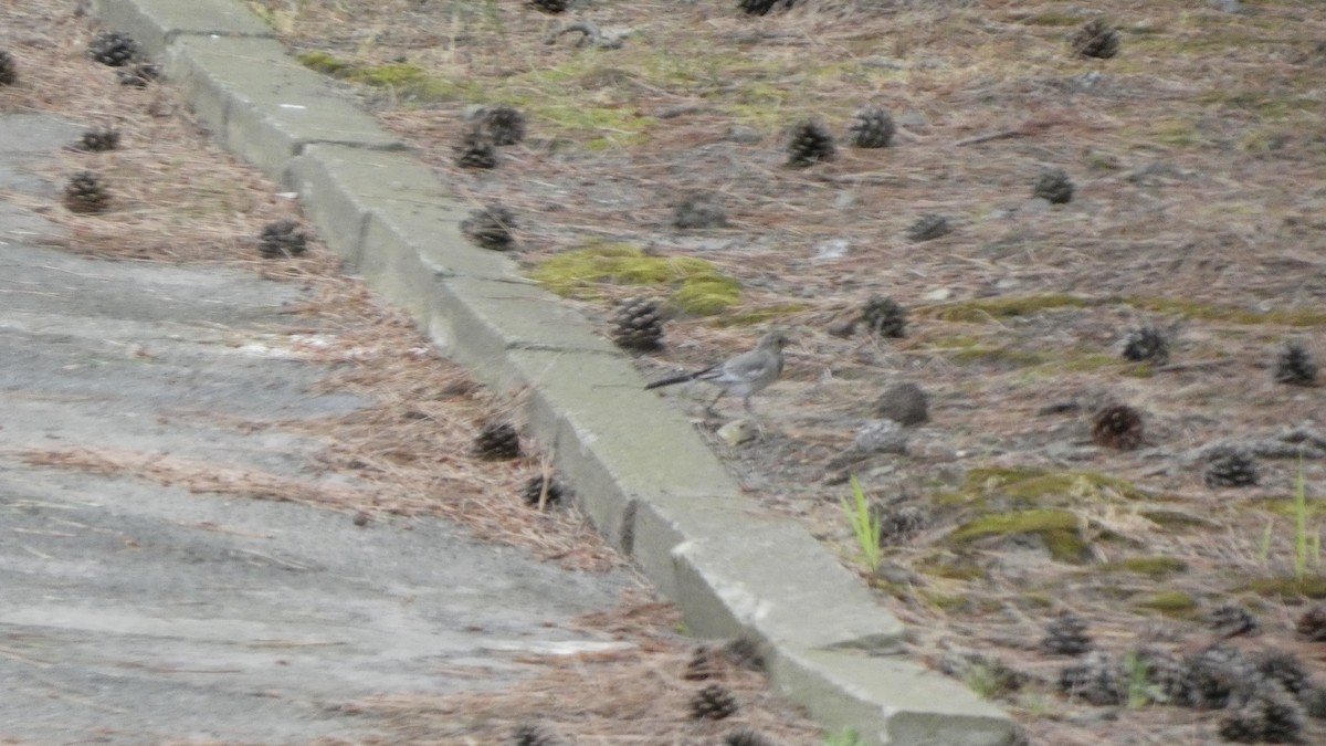 White Wagtail - ML638934783