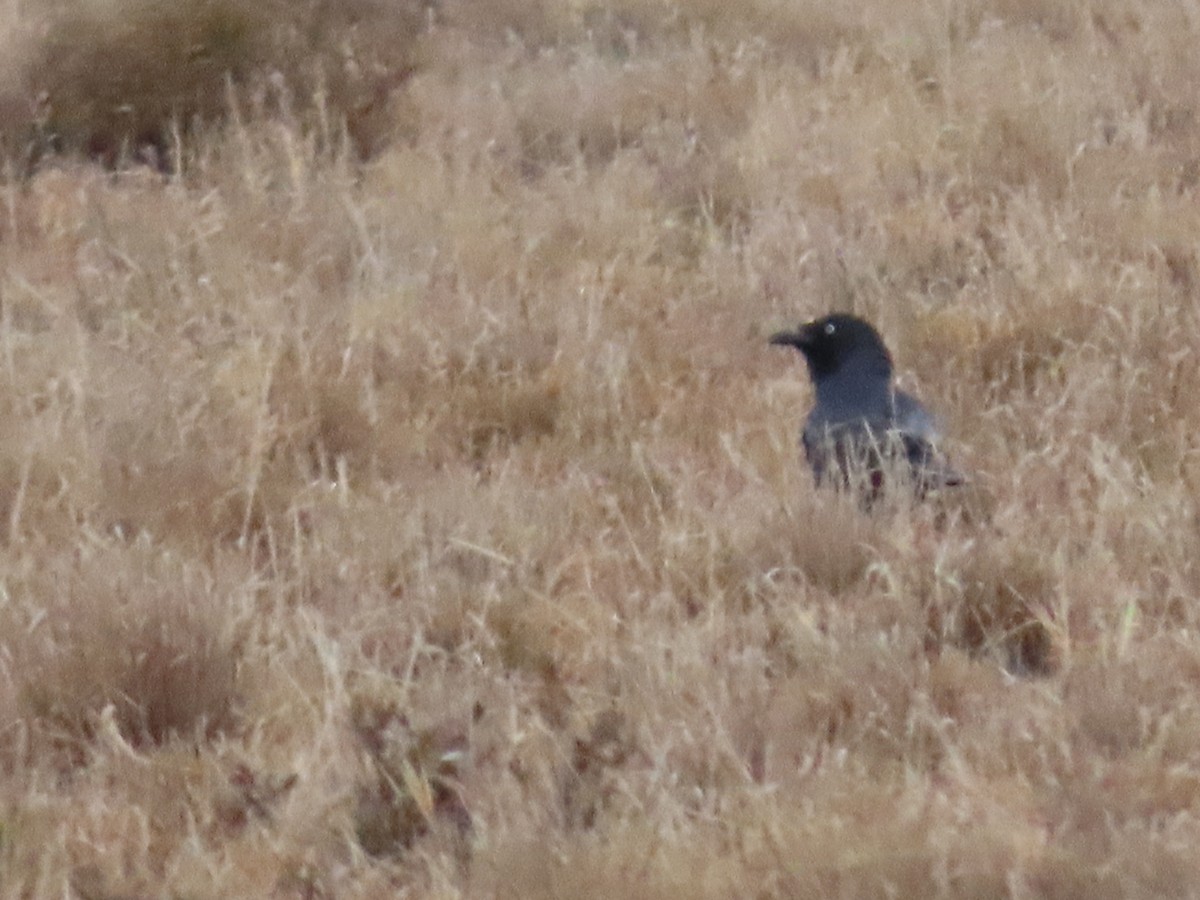 Little Crow - ML638934784