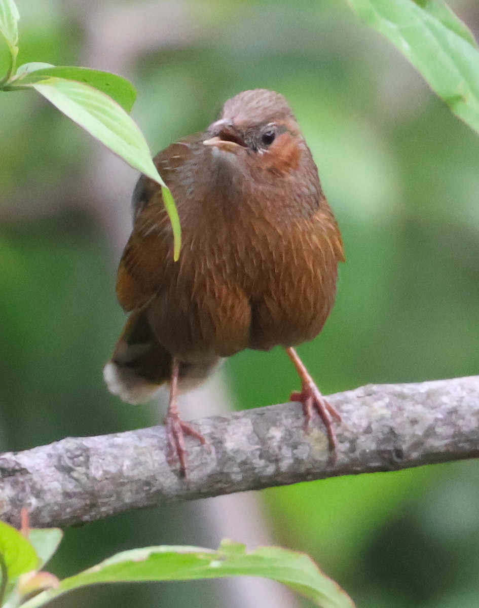 Streaked Laughingthrush - ML638934786