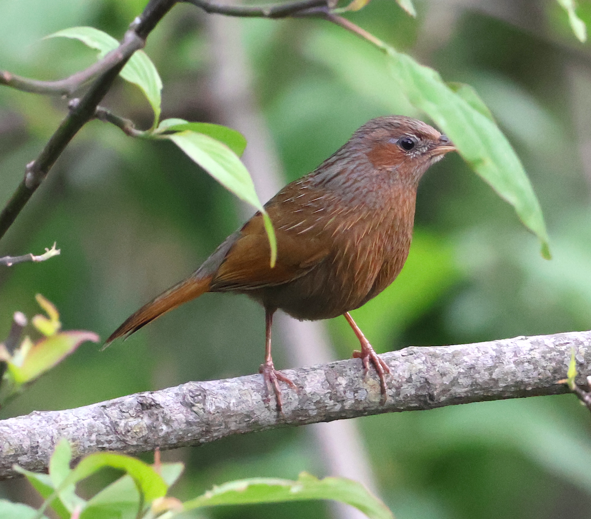 Streaked Laughingthrush - ML638934787