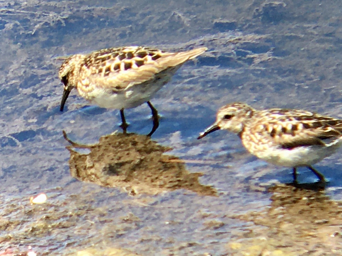 Least Sandpiper - ML638934788