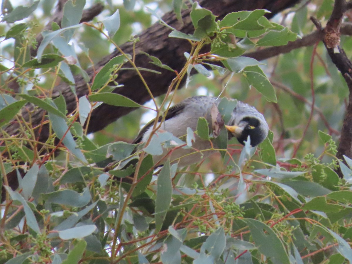 Noisy Miner - ML638934790