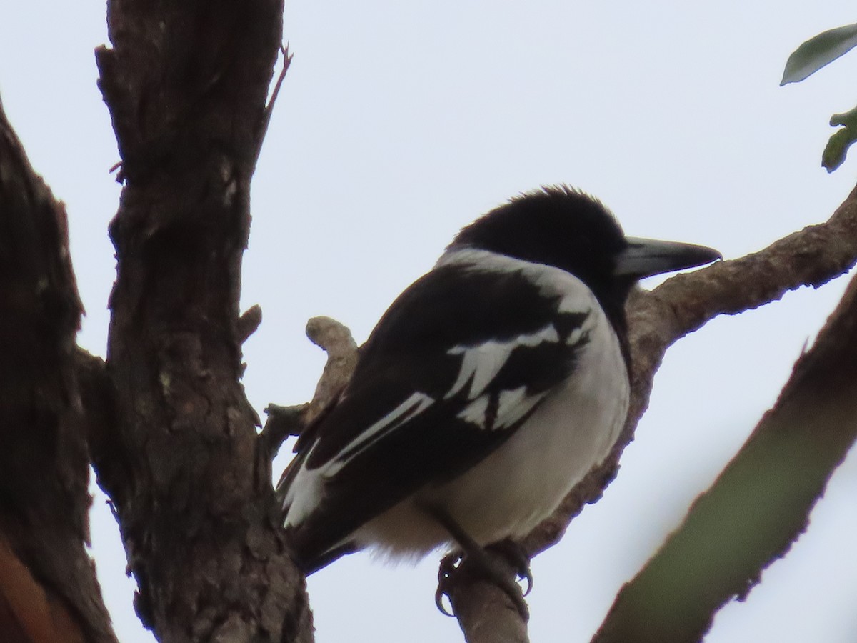 Pied Butcherbird - ML638934792