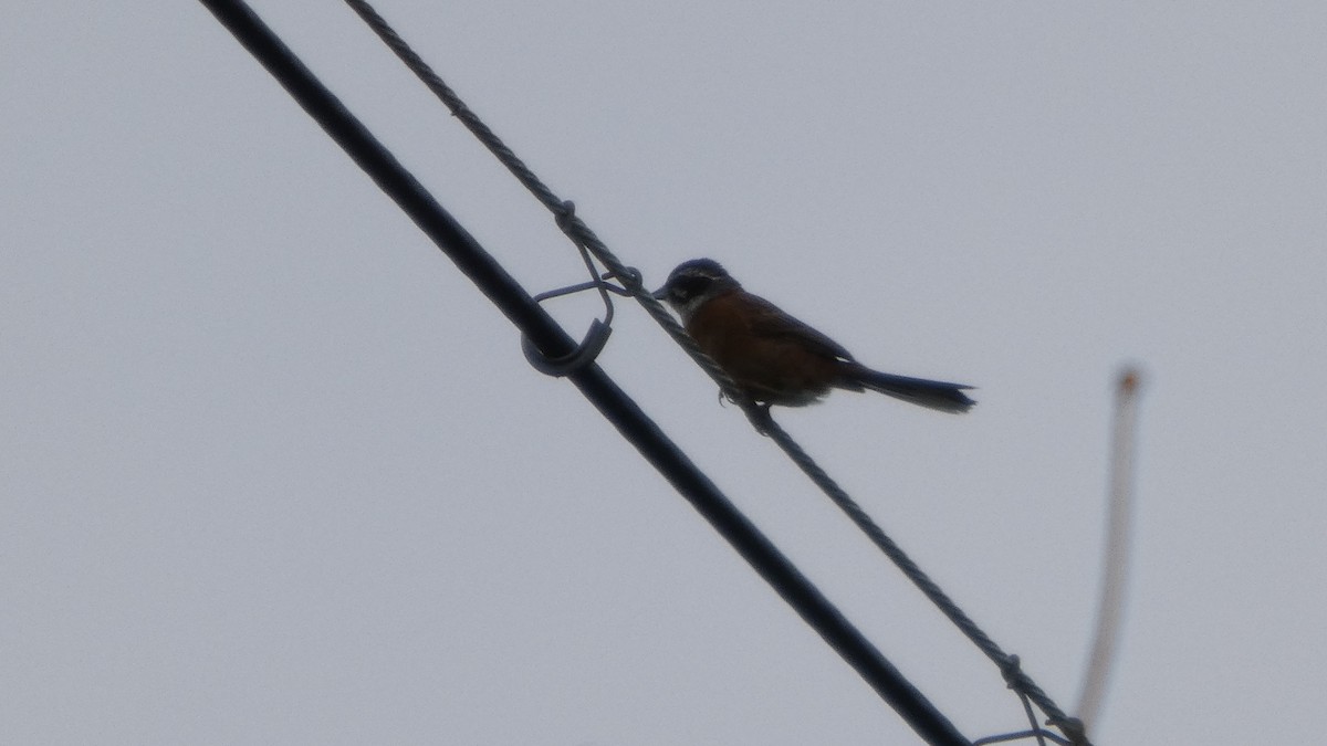 Meadow Bunting - ML638934793