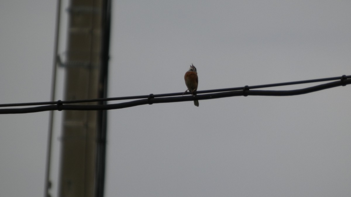 Meadow Bunting - ML638934794