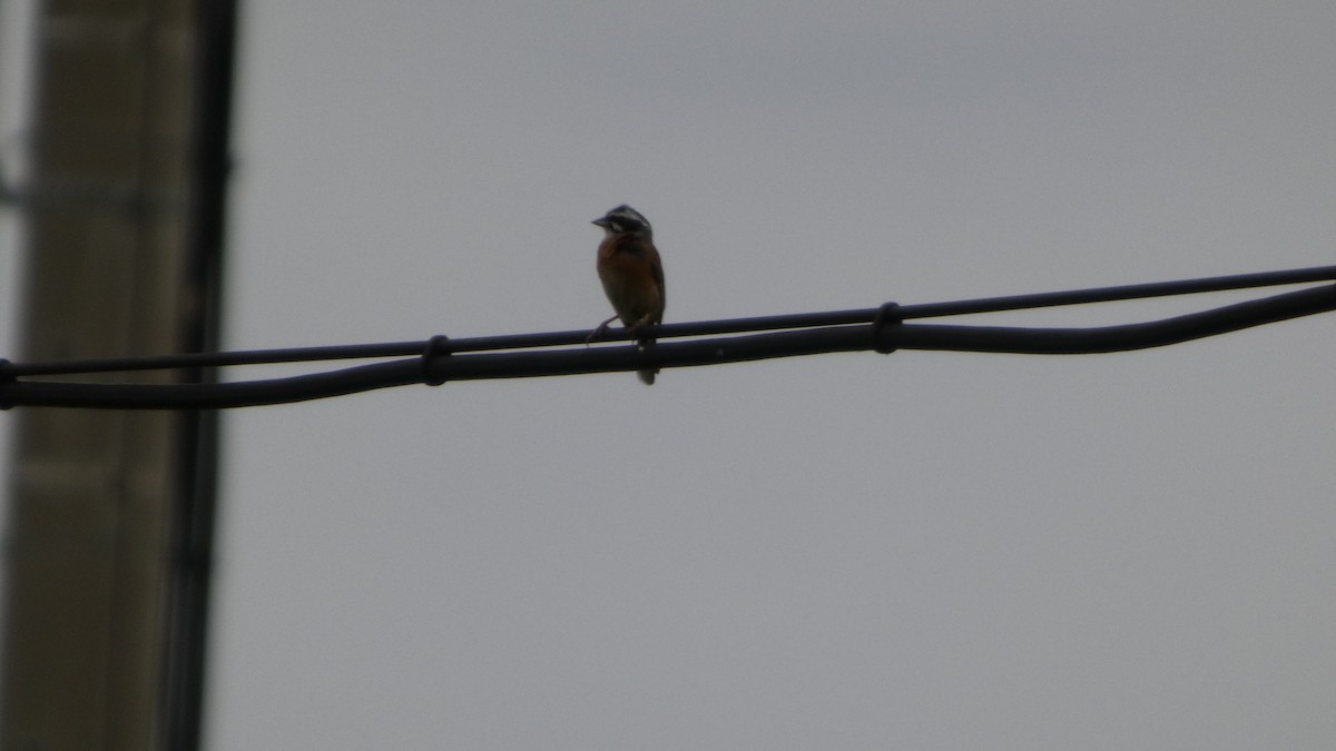 Meadow Bunting - ML638934796