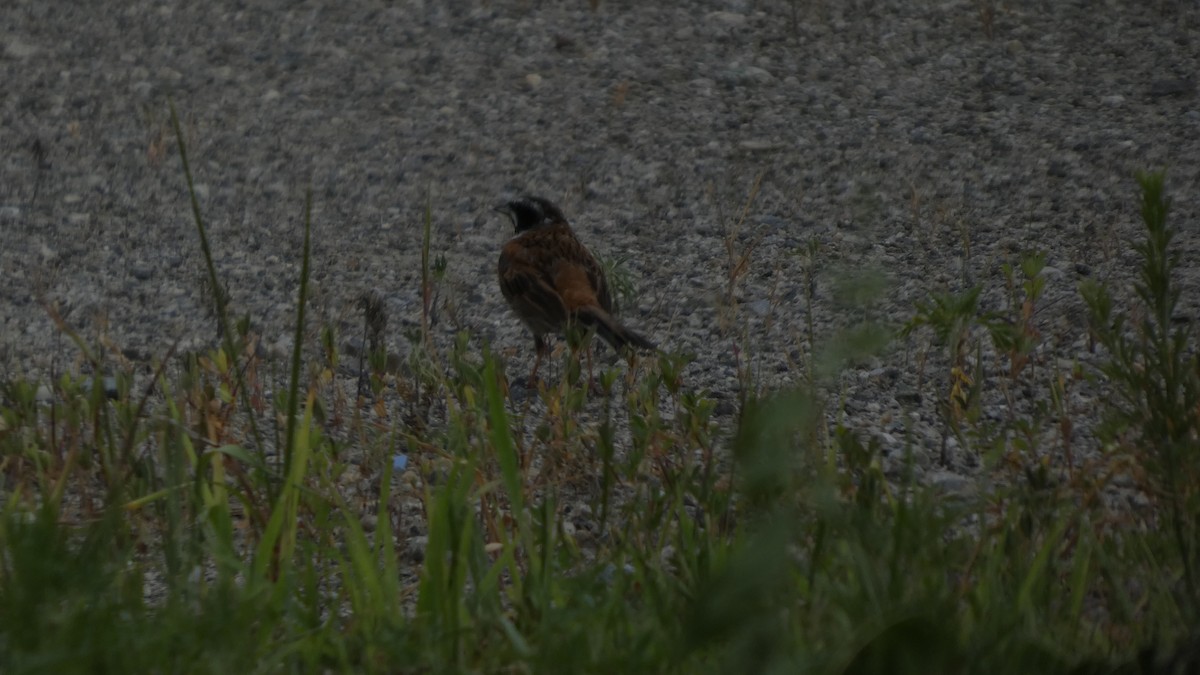 Meadow Bunting - ML638934797
