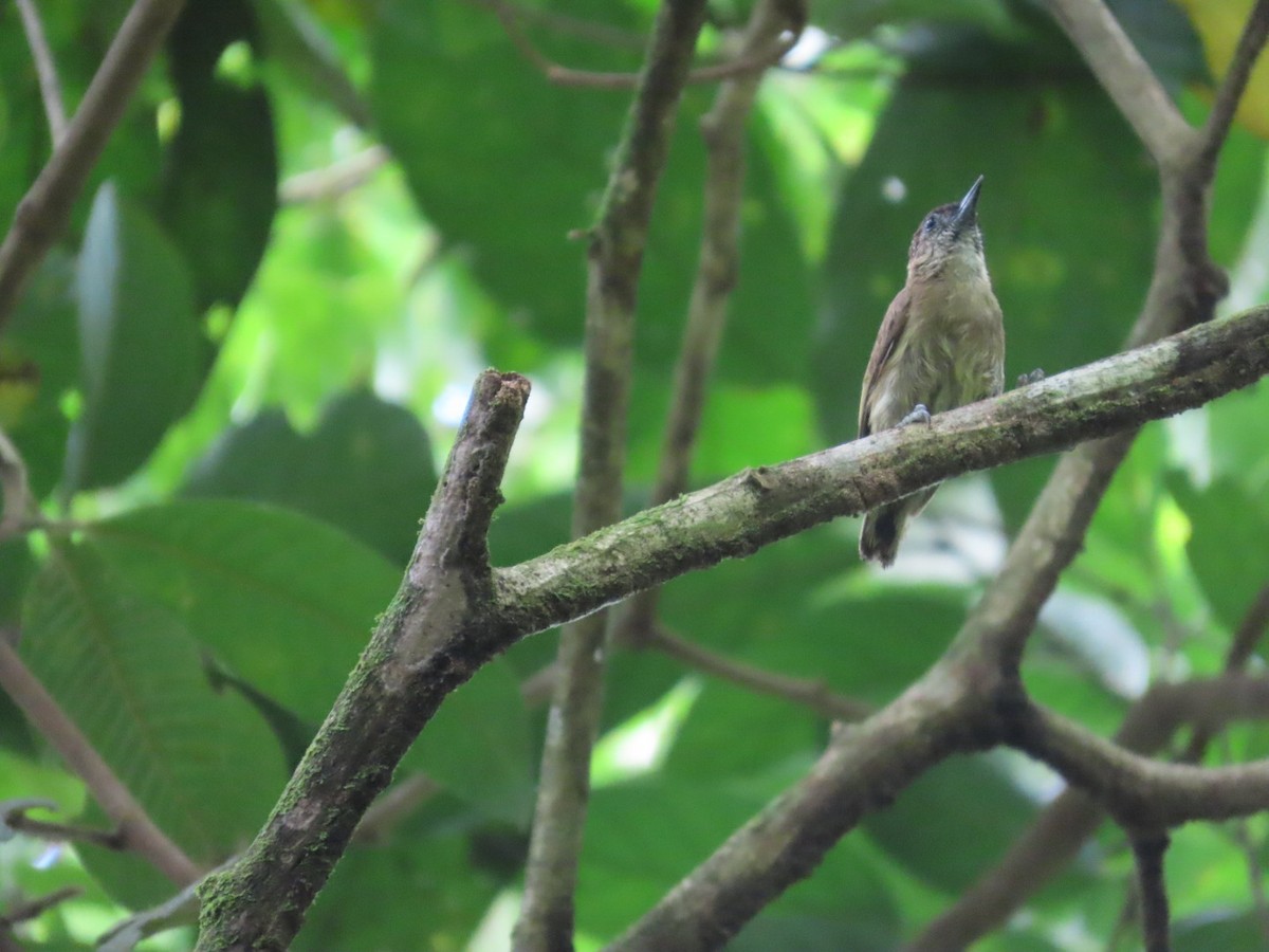 Olivaceous Piculet - ML638934799