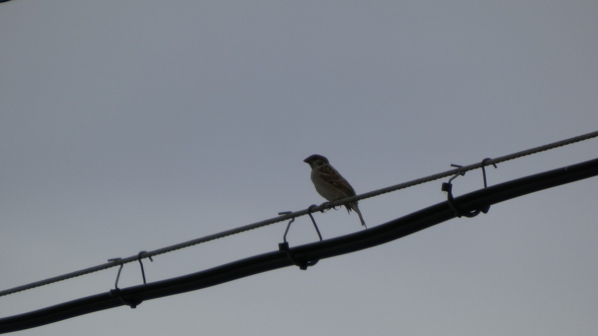 Moineau friquet - ML638934805