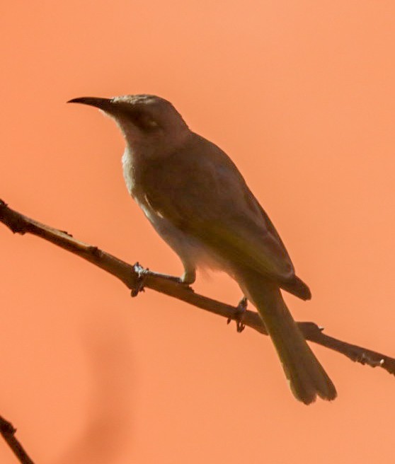 Méliphage brunâtre - ML638934806