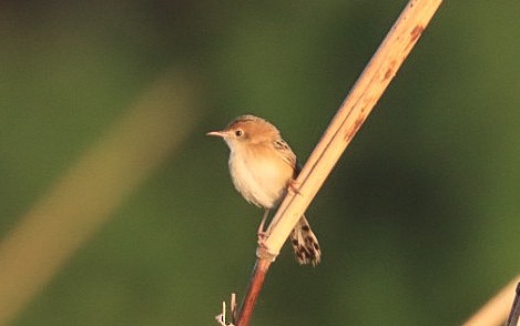 Cisticole à couronne dorée - ML638934813
