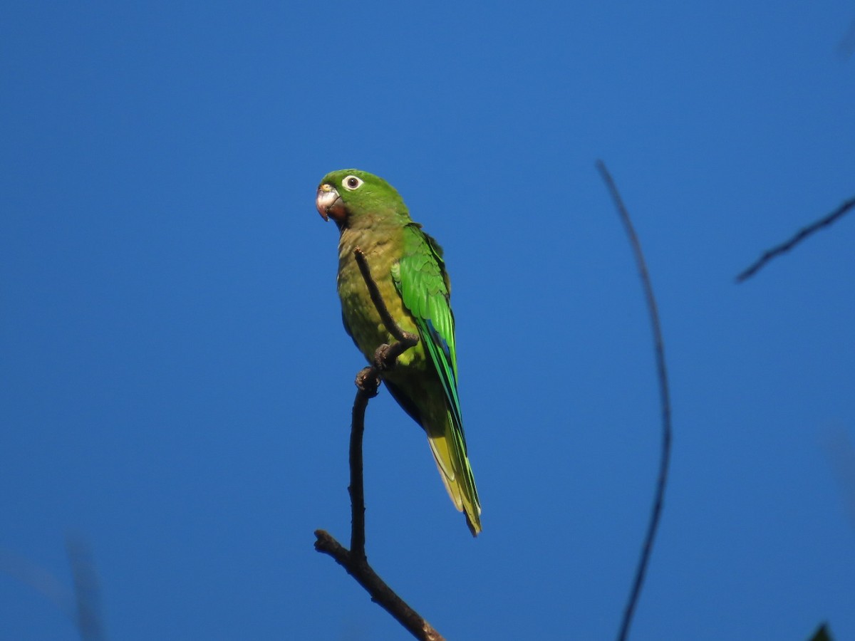 Conure naine - ML638934816