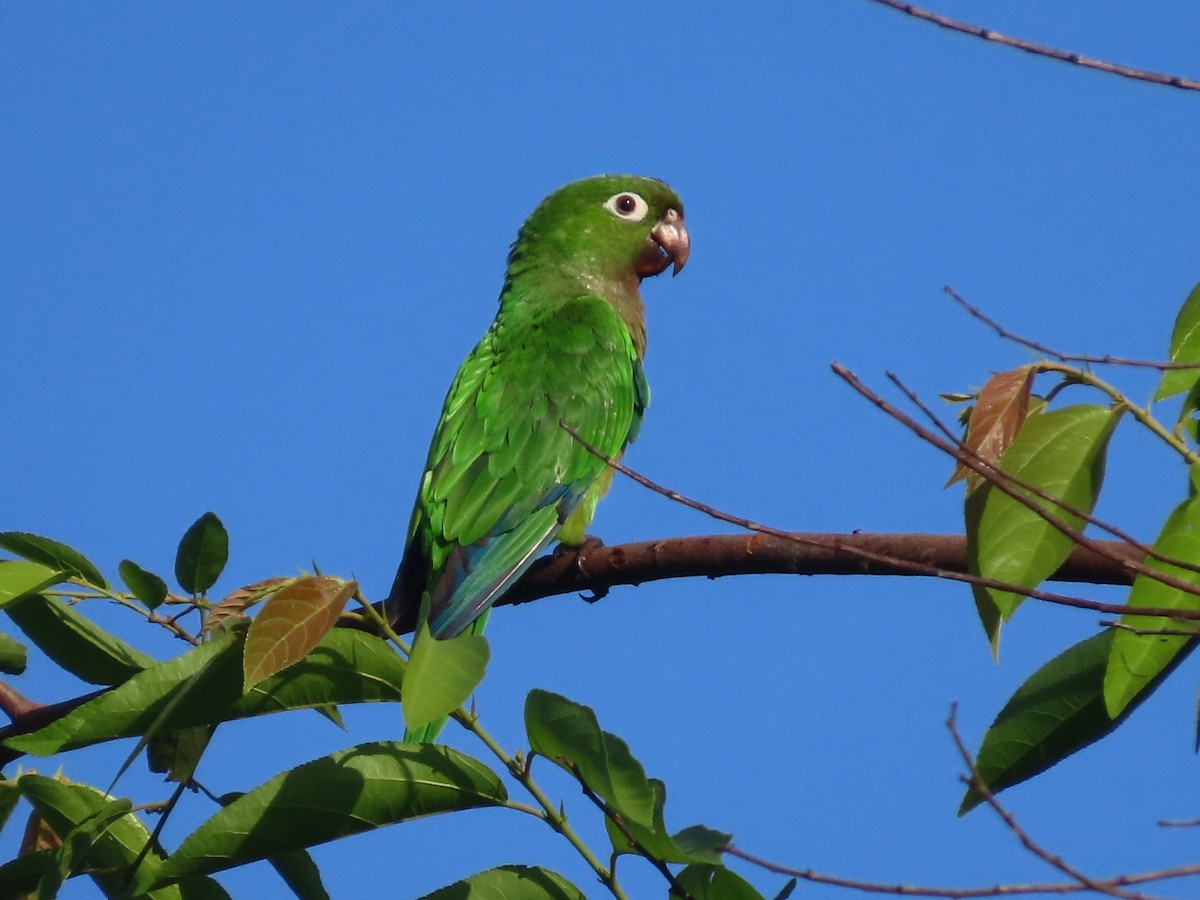 Conure naine - ML638934817