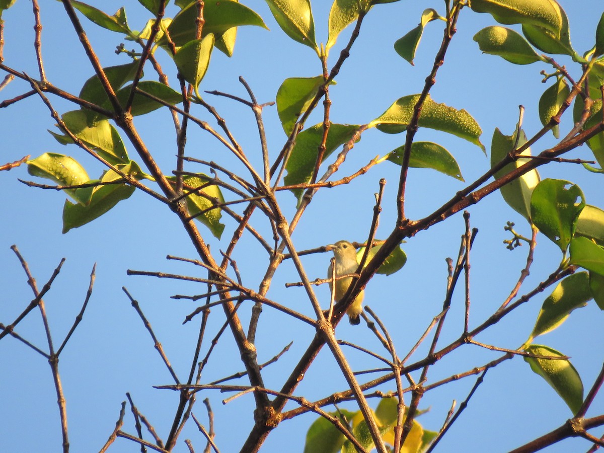 Andaman Flowerpecker - ML638934837