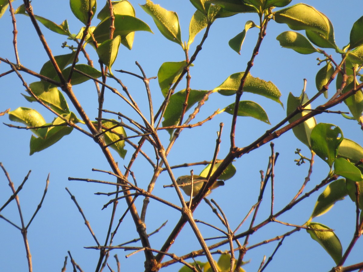 Andaman Flowerpecker - ML638934839