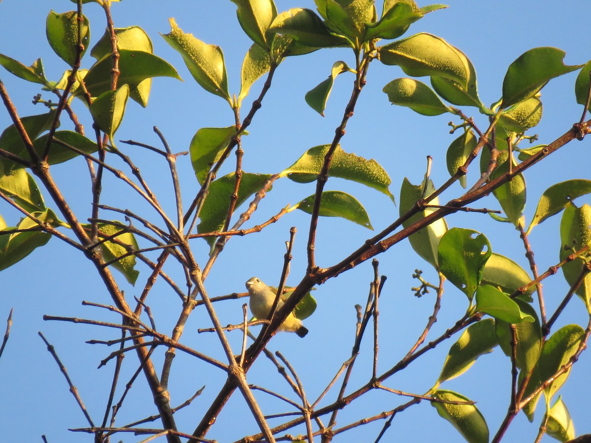 Andaman Flowerpecker - ML638934840