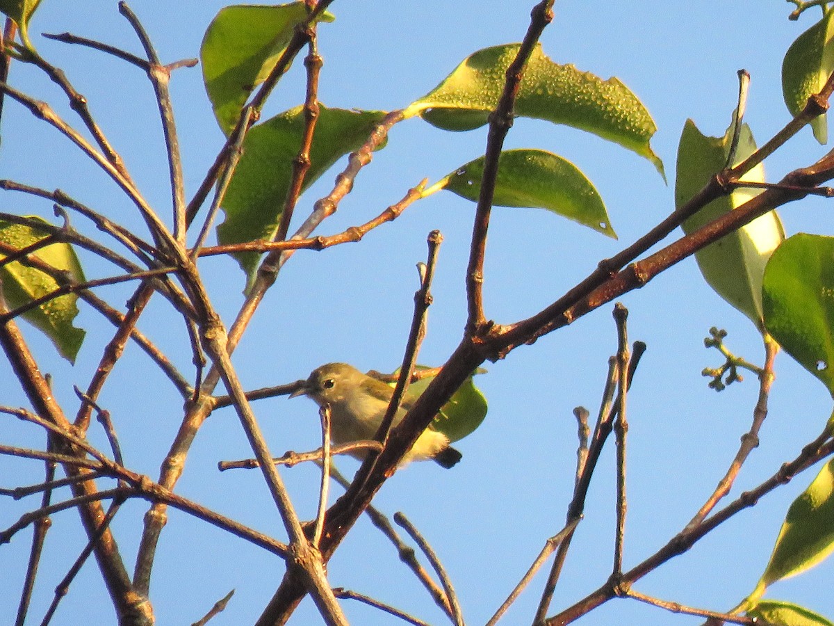 Andaman Flowerpecker - ML638934841