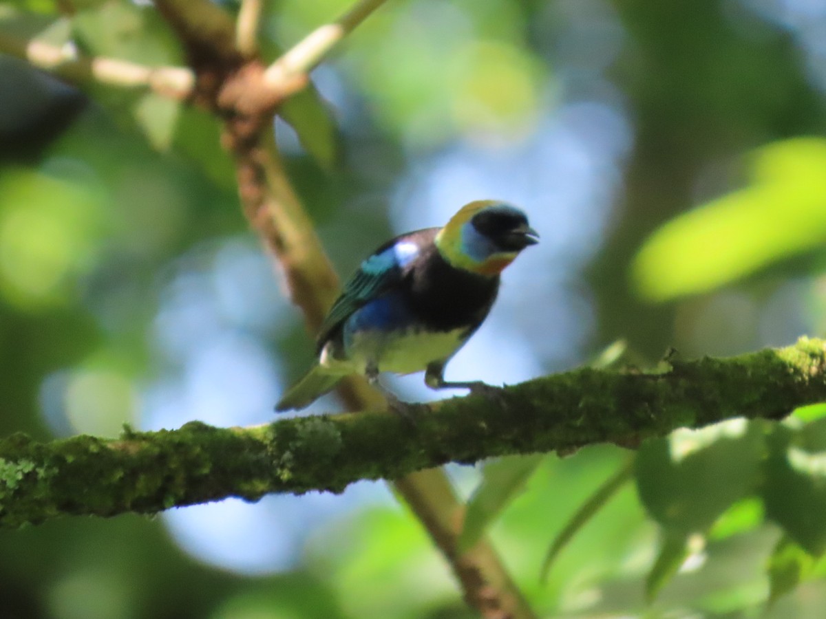 Golden-hooded Tanager - ML638934877
