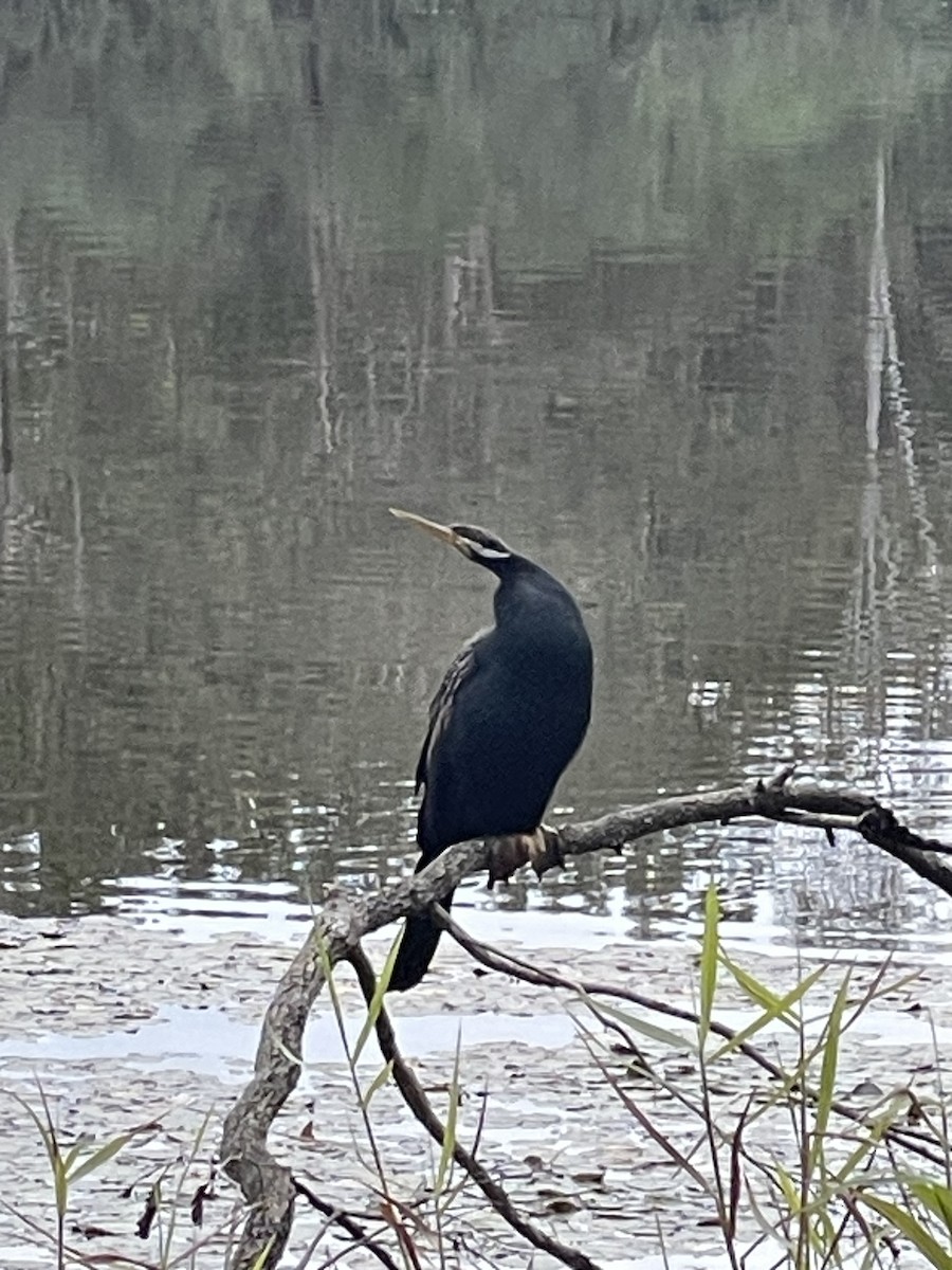 Anhinga australiarra - ML638934878