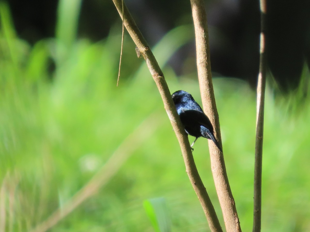 Blue-black Grassquit - ML638934880