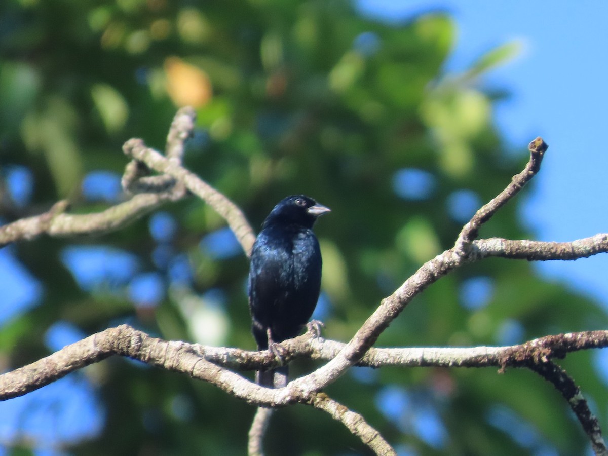 Blue-black Grassquit - ML638934881