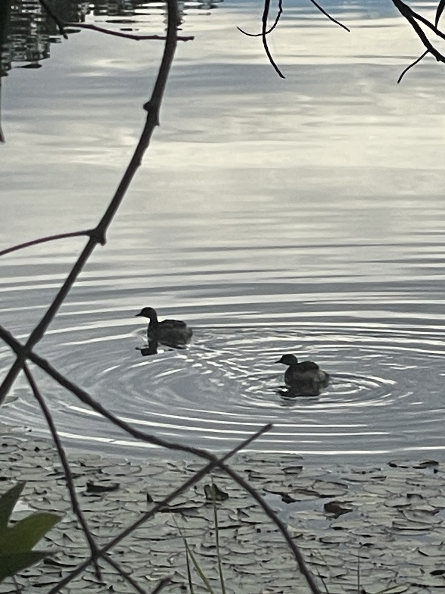 Australasian Grebe - ML638934882