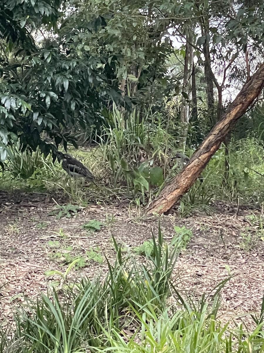 Bush Thick-knee - ML638934883