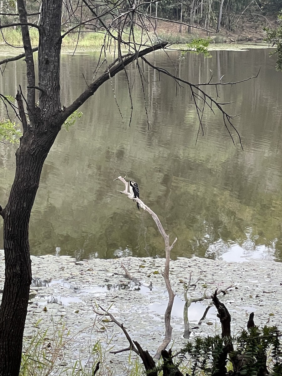 Little Pied Cormorant - ML638934885