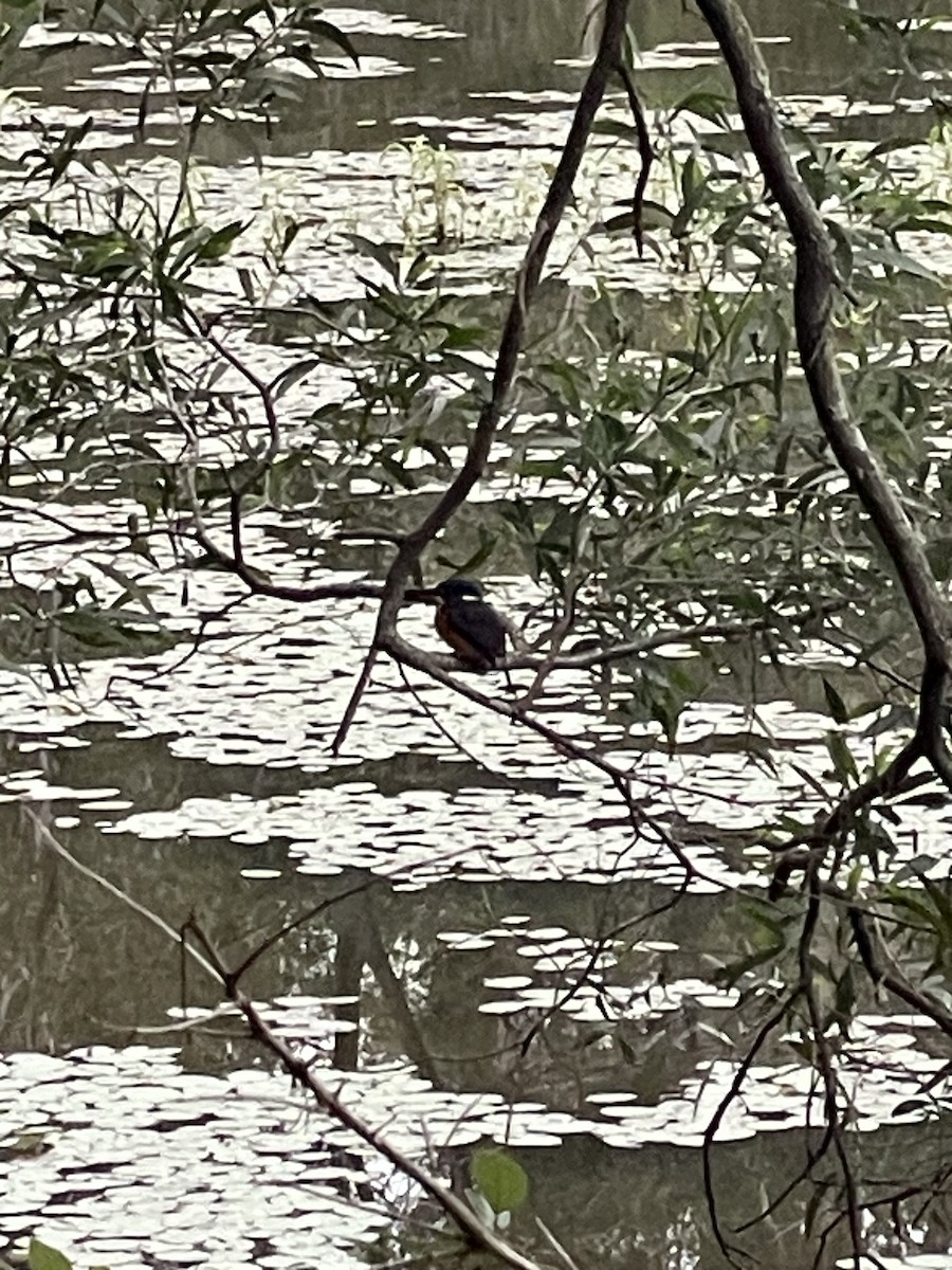 Azure Kingfisher - ML638934886