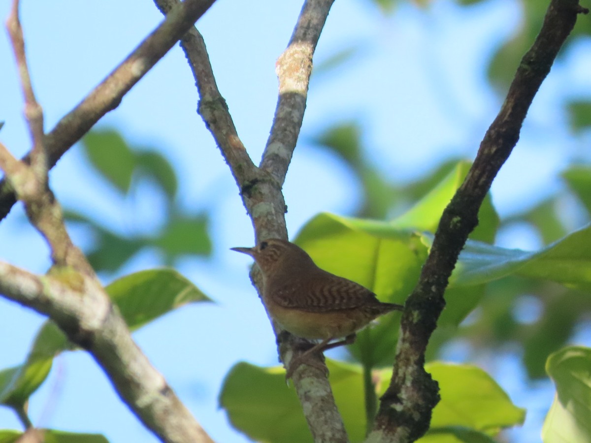 Southern House Wren - ML638934888