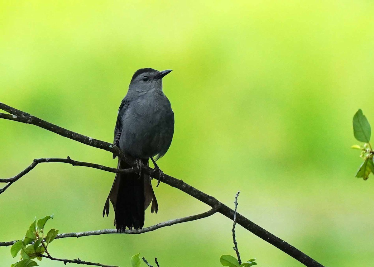 kattespottefugl - ML638934900