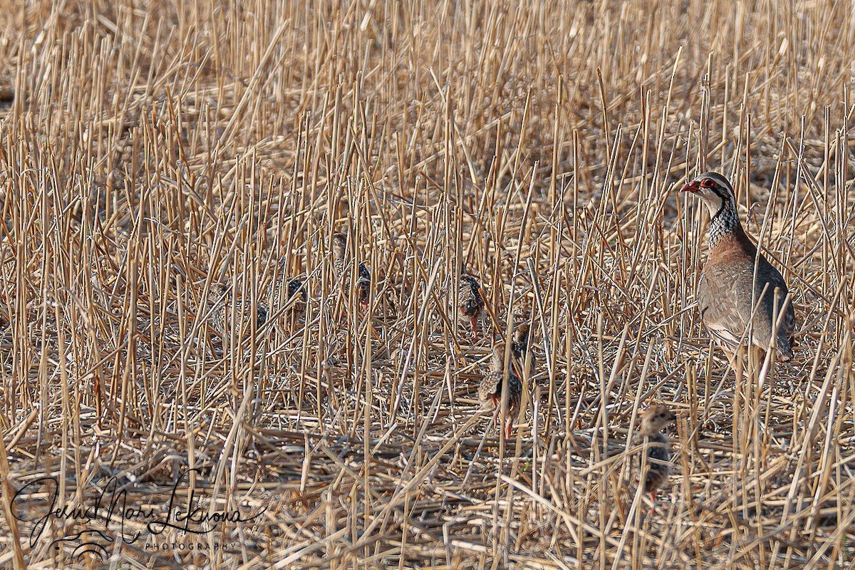 Rothuhn - ML638934951