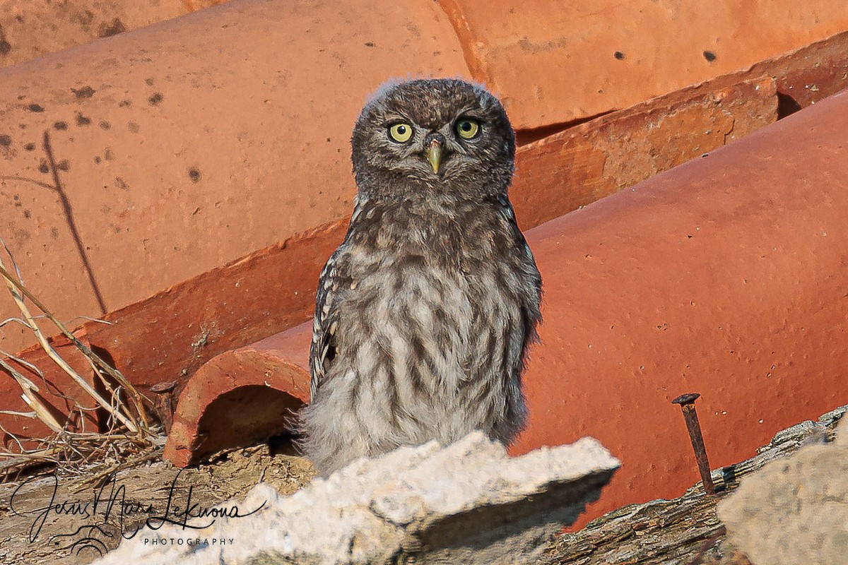 Steinkauz - ML638934955