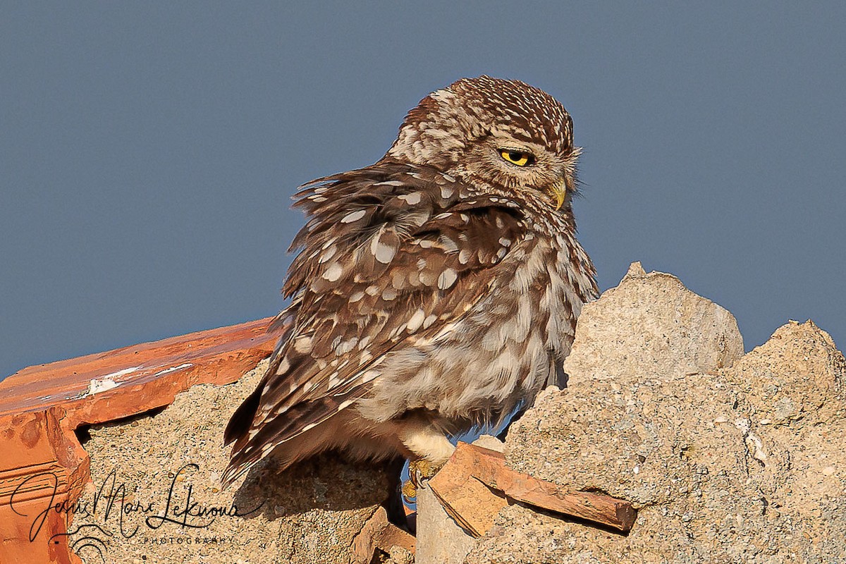 Steinkauz - ML638934956