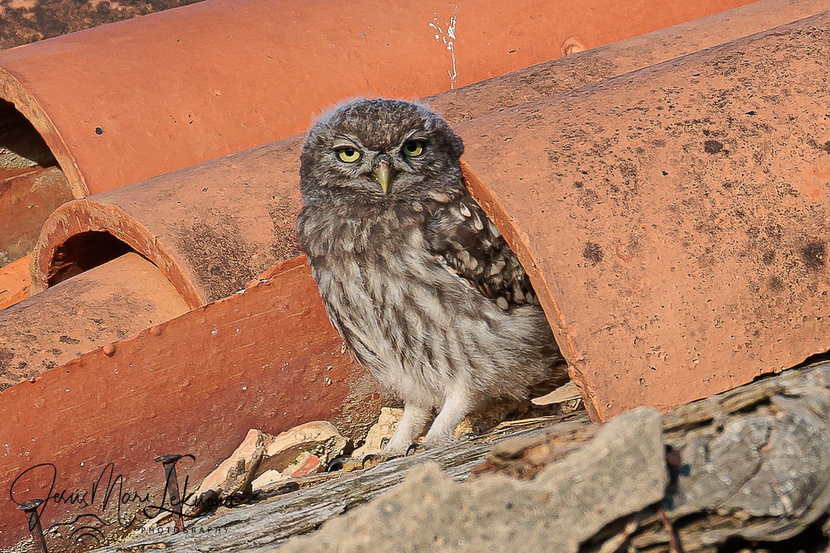 Steinkauz - ML638934957