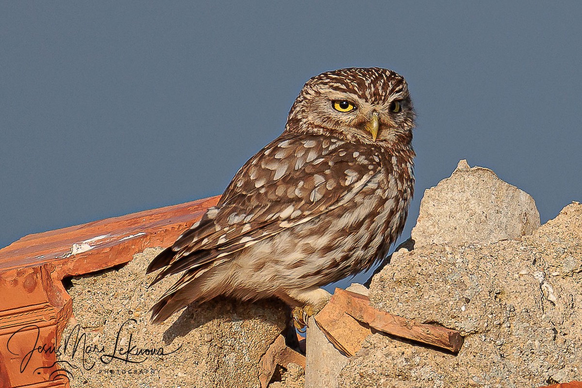 Steinkauz - ML638934958