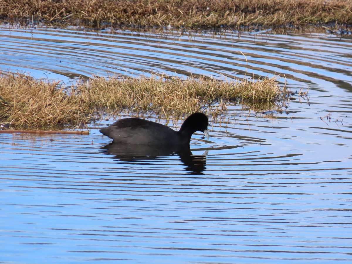 Eurasian Coot - ML638934968